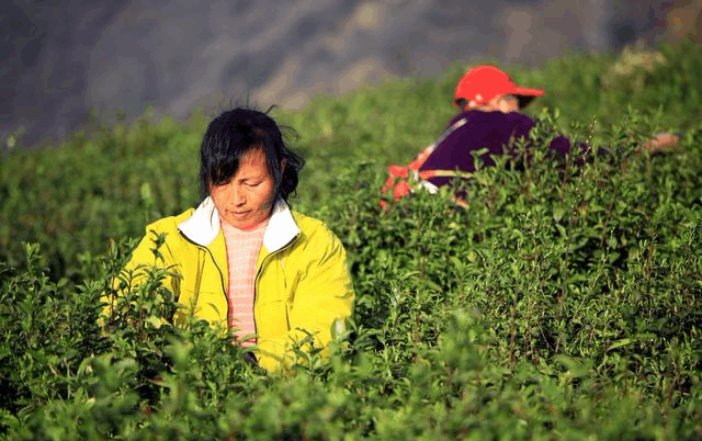 我懷孕嫂子來當保姆, 來後家裡少了五百塊, 翻開沙髮嫂子低下了頭