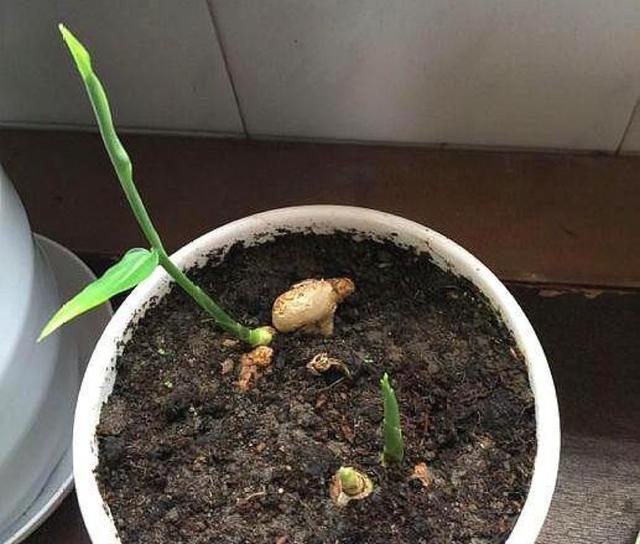 准备生姜盆土:生姜生长所需盆土最好松软又透气,而且肥料力充足.