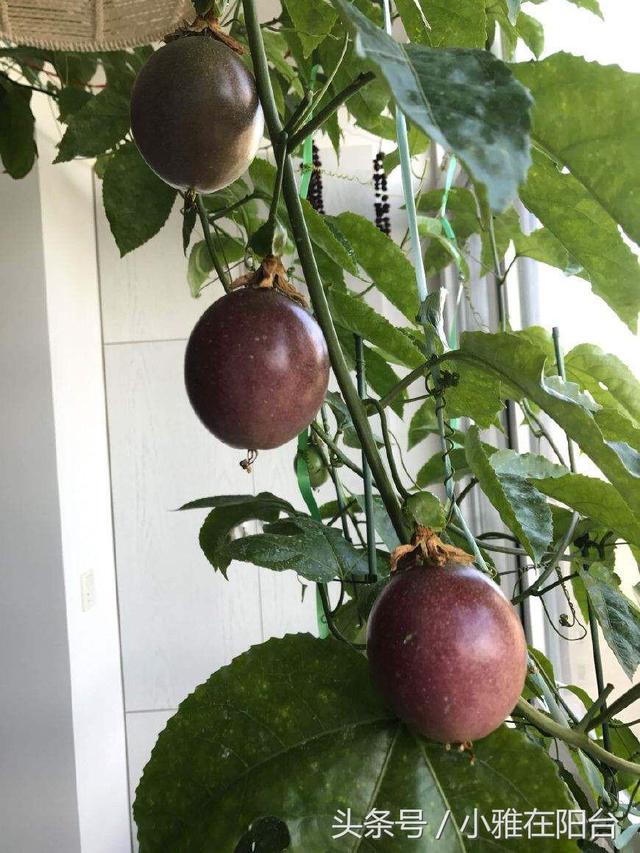 家里种百香果,只开花不结果,只需一个小方法,十五天就