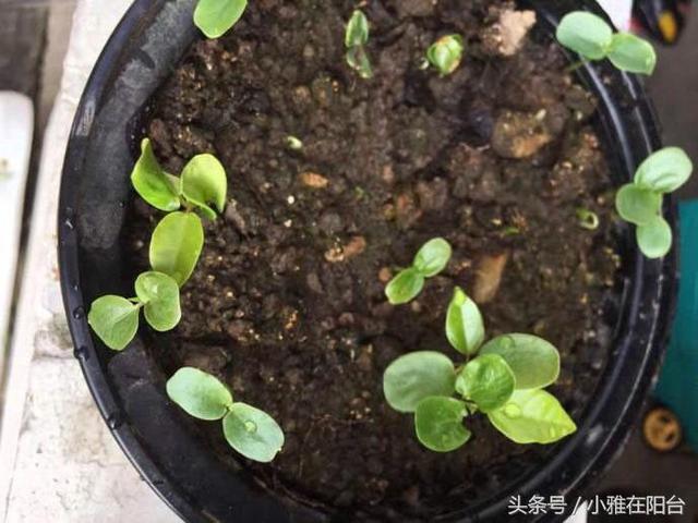 家里种百香果,只开花不结果,只需一个小方法,十五天就挂果了