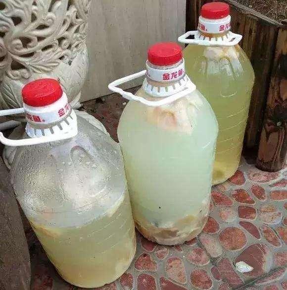 淘米水別單獨用,裡面加點「小佐料」,綠植用了葉子呼呼長!