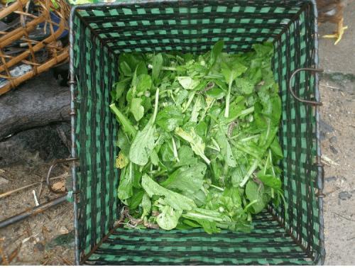 淘米水別單獨用,裡面加點「小佐料」,綠植用了葉子呼呼長!