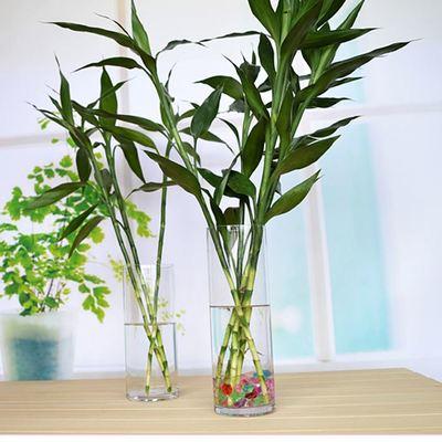 富貴竹「喝了」這種水,冒白根、長綠葉,養好能「開花」,招財