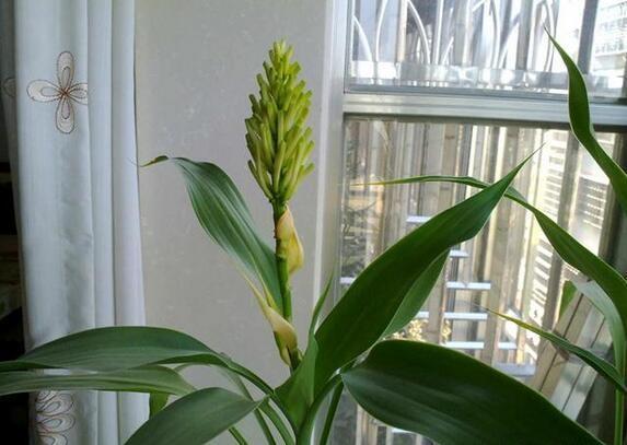 富貴竹「喝了」這種水,冒白根、長綠葉,養好能「開花」,招財