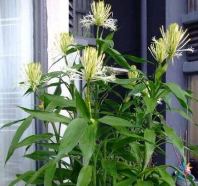 富貴竹「喝了」這種水,冒白根、長綠葉,養好能「開花」,招財