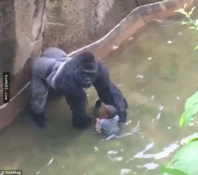 擁有多年照顧大猩猩經驗的動物飼養員決定發聲，她以「這個理由」認為17歲大猩猩的死是應該的…