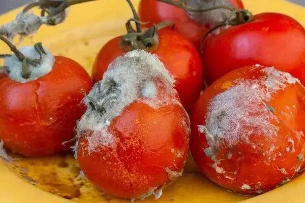 爛掉的西紅柿不要扔,其實比新鮮的還「值錢」,學到就是賺到!