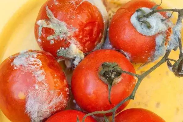 爛掉的西紅柿不要扔,其實比新鮮的還「值錢」,學到就是賺到!