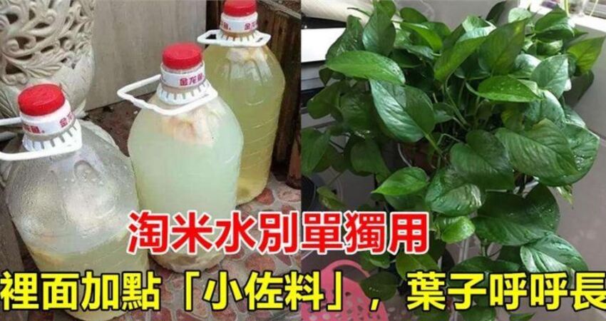 淘米水別單獨用加點廚餘垃圾綠植用了葉子呼呼長葉子綠出油從來不黃