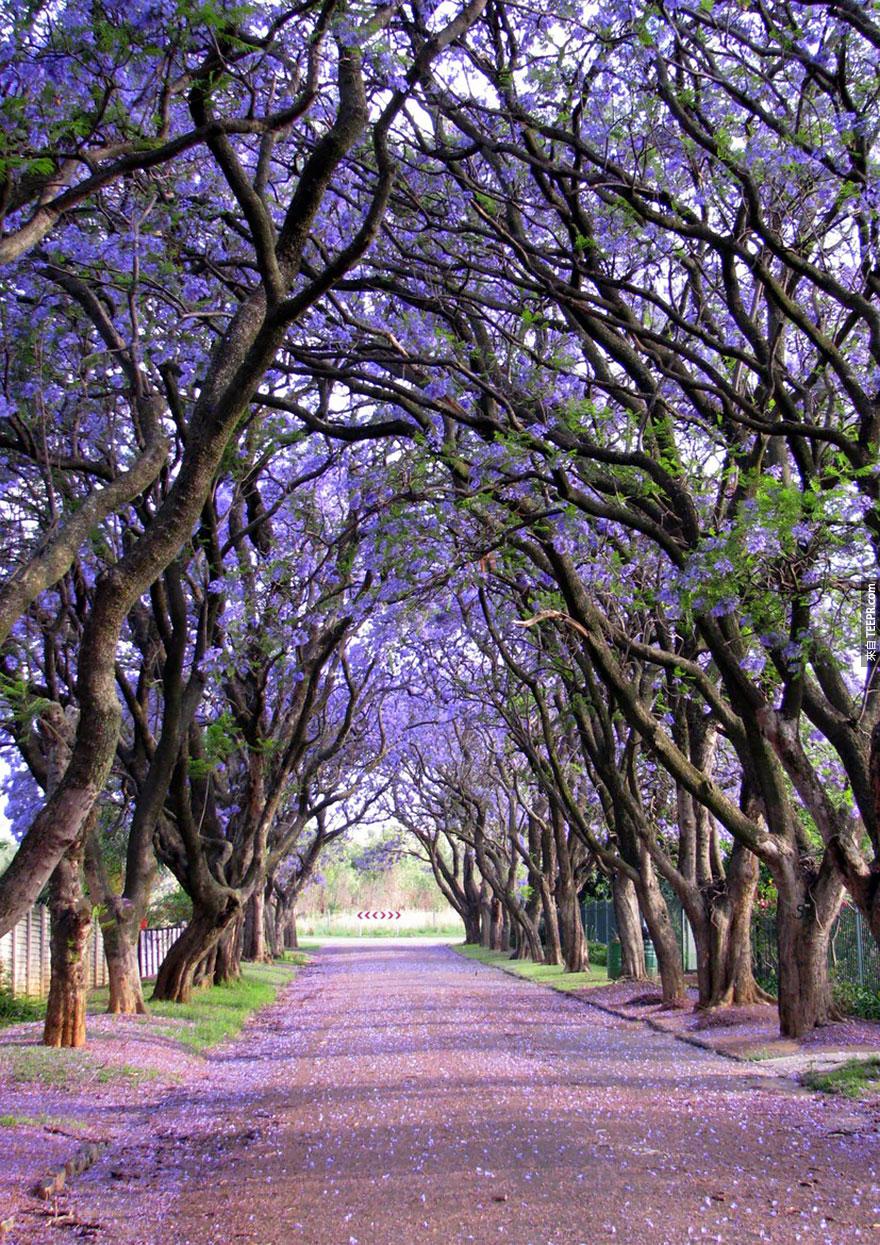 南非天璽的Jacarandas樹