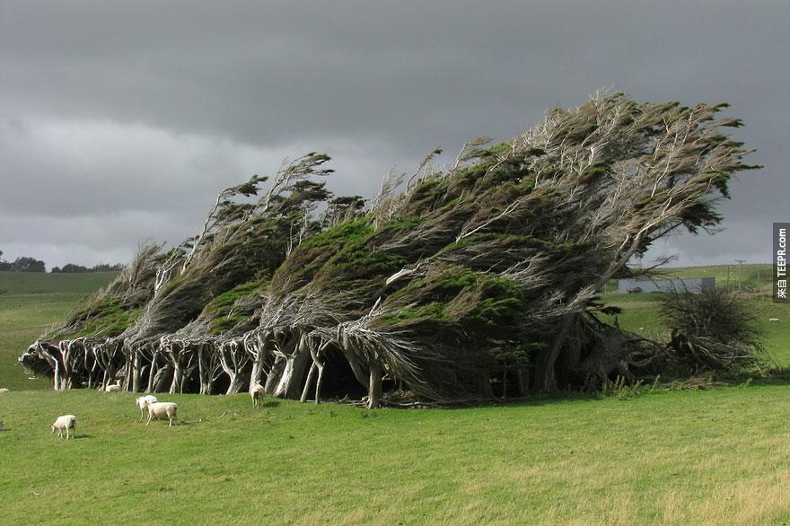 纽西兰的风吹树
