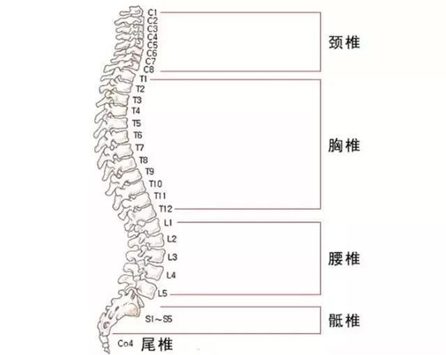 脊椎不好,惹来几十种病!这些不适暗示你的脊椎出问题了!