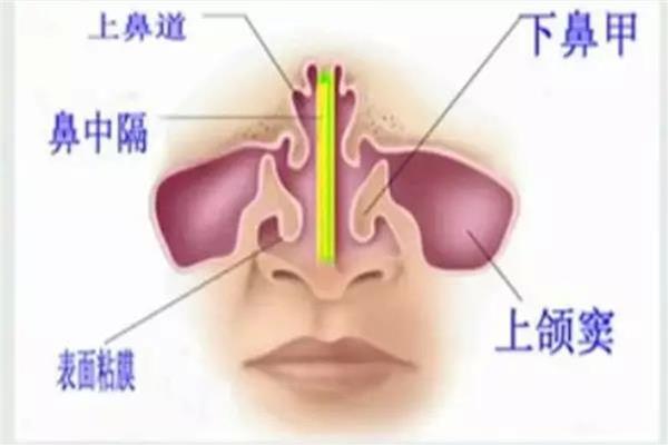 其中,下鼻甲跟火墙一样,外界空气低,经过它之后到肺里前就可以把温度