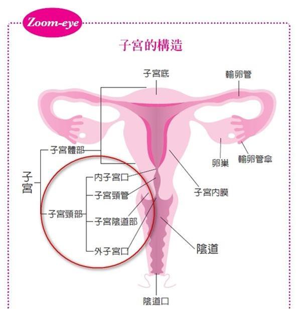 台湾平均一年约有3,000名妇女罹患子宫颈癌!初