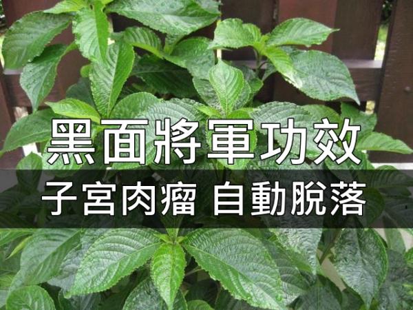 提到「黑面将军」这个名称, 一点都不陌生, 它是盛传用於治癌的草药