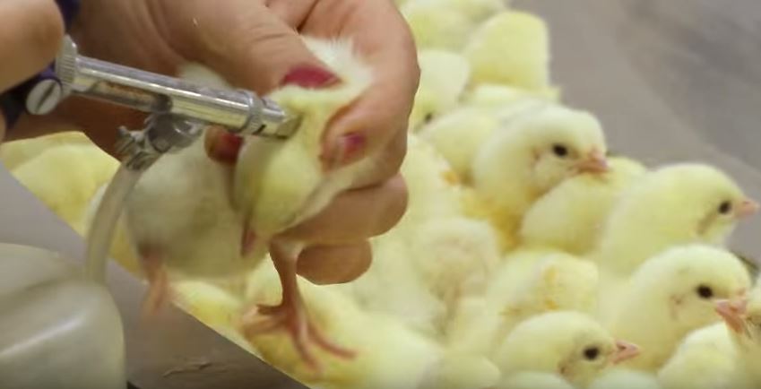 这就是鸡养殖场最不想要让你看到的恐怖画面,