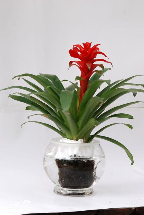 客厅有这6种植物,保证「财源滚滚好运来」! 还不快布置!