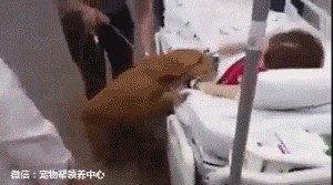 癌末病人撐著一口氣,只為了見愛犬一面,狗兒做了「這個動作」…所有人都哭翻了!!