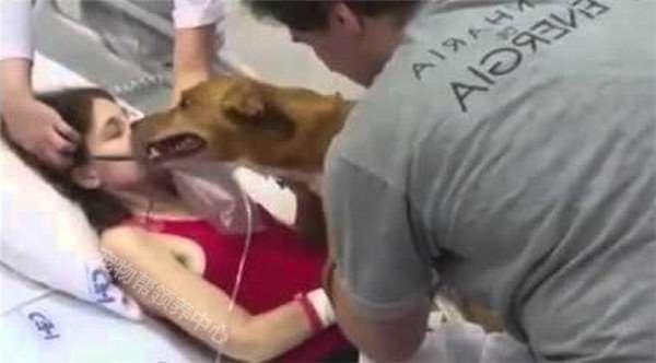 癌末病人撐著一口氣,只為了見愛犬一面,狗兒做了「這個動作」…所有人都哭翻了!!