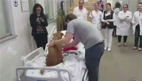 癌末病人撐著一口氣,只為了見愛犬一面,狗兒做了「這個動作」…所有人都哭翻了!!