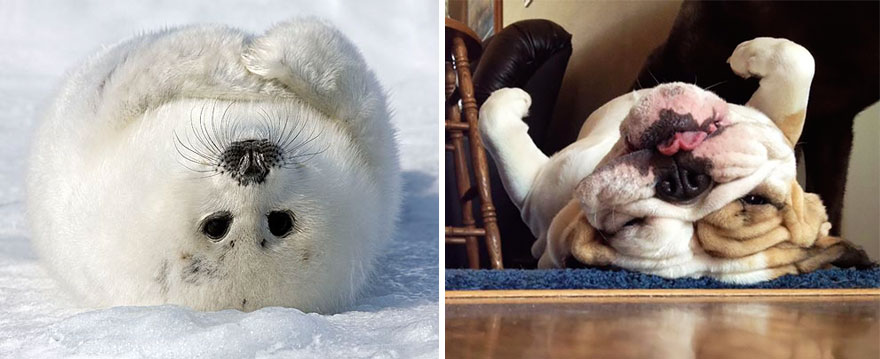 40张超可爱海狗照片证明为什麼「海狗会被称为海狗」!