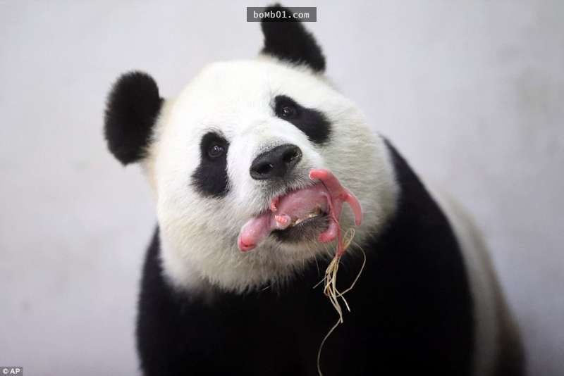 目前世界上的大熊猫数量不足2000只,所以每次有小宝宝出生,都会引起