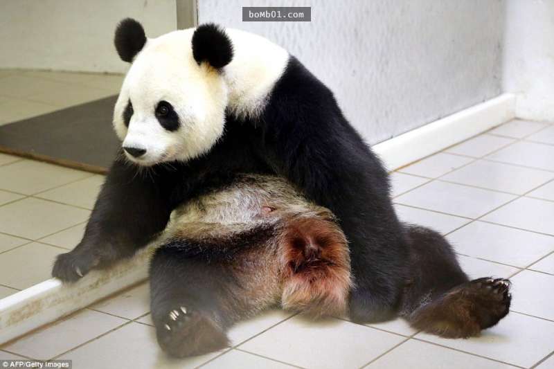 ▼每一只大熊猫的出生都让人非常重视,因为大熊猫数量太稀少.