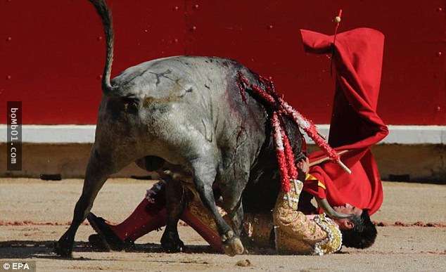 西班牙斗牛士被牛角绊倒摔落在地,接下来公牛