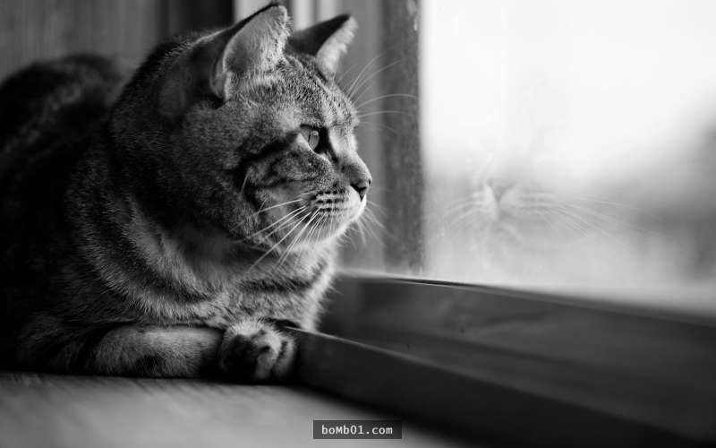 瑞士法律立法要处罚「只养一条金鱼」的人,但