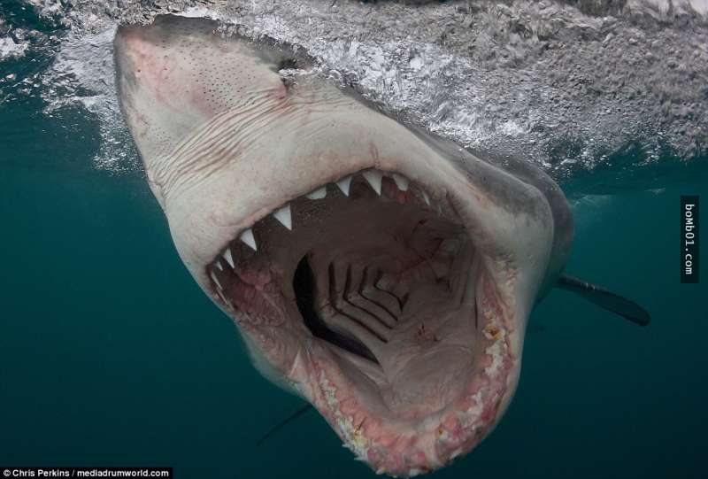 ▼chris perkins是一名海洋学家,他从2012年就开始研究鲨鱼,并拍摄了