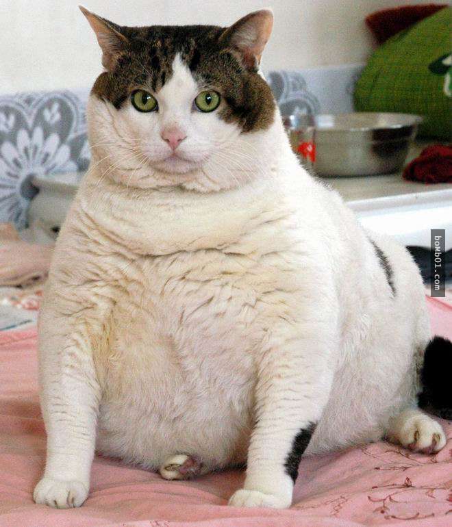 19只「同时拥有搞笑与疗愈能力」的胖嘟嘟大肥猫.