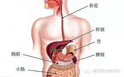 脾脏位於左上腹,是我们人体最大,最重要的免疫器官,主要起著造血