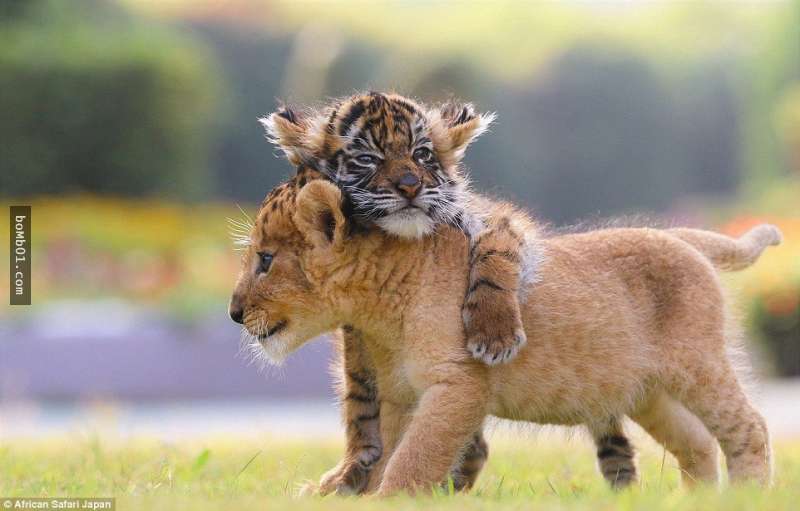 小狮子和小老虎无视差异「变成了罕见的好麻吉」,它们