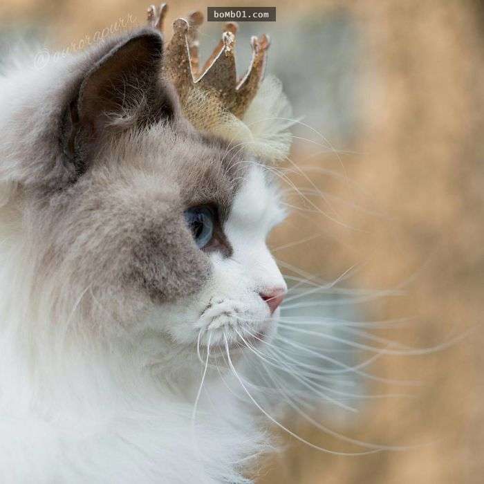 它就是和睡美人同名甚至同个性的布偶猫公主,当镜头一