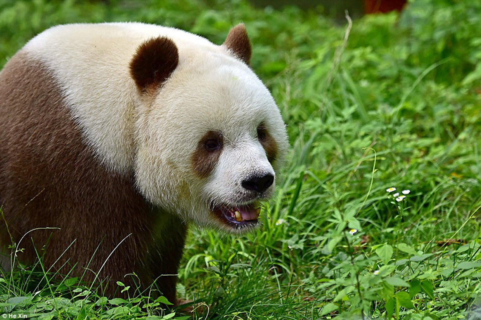 这只爆萌的熊猫叫七仔,他是世界上唯一的「白咖啡大熊猫」喔!