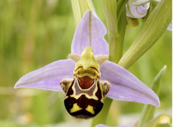 ★世界上最奇怪的20种植物!还以为是外星人入侵地球! EZ生活分享