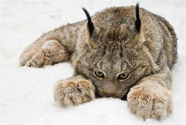 生活在加拿大,阿拉斯加以及美国北部的加拿大猞猁,栖息在白雪皑皑的