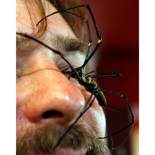 如果这张图让你感到害怕,那你可能有arachnophobia, 蜘蛛恐惧症.
