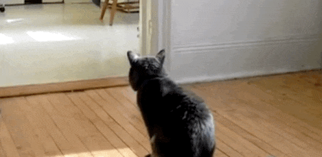 14729505665898.gif