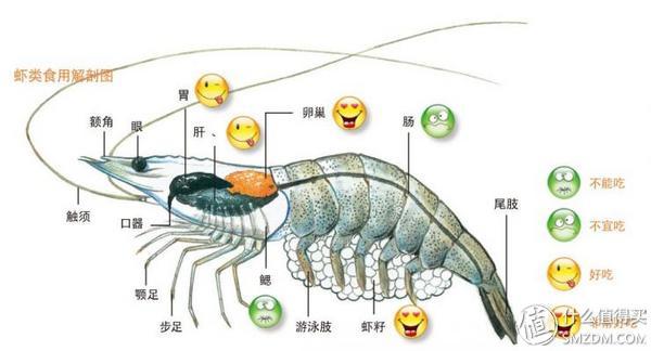 鲜美饱满的「虾头」到底能不能吃?