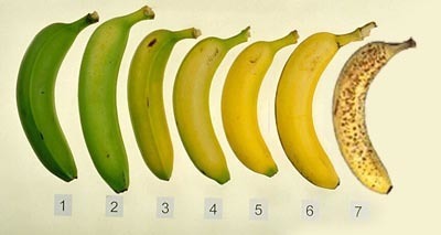 香蕉甚么颜色最好吃?原来以前都搞错!一秒看懂