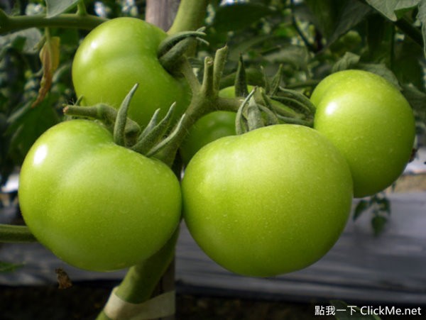 6,青番茄 未成熟的青番茄,它含有生物碱,人食用后会导致中毒的.