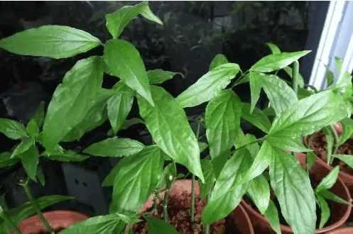 胃癌年輕化,6個早期信號不可忽視