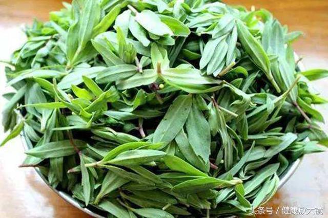 農村路邊的這種野菜,竟是軟化血管的良藥!