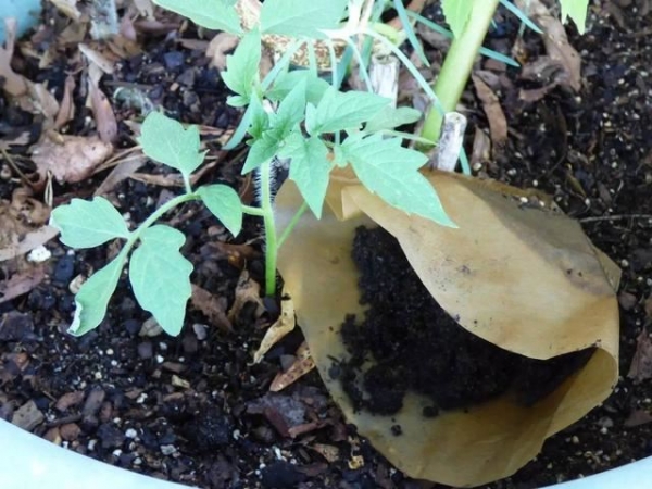 咖啡渣3個月變成養花肥料，植物長得特茂盛！