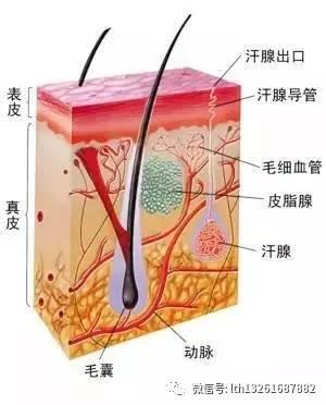 李鐵紅:別讓身體成垃圾場,這8個地方最易堵,如何排毒?