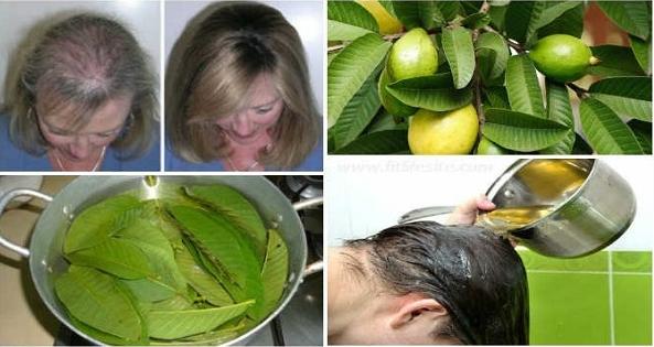 很多人愛吃芭樂,卻不知道其葉子竟是「脫髮剋星」!每天洗一次,堅持一個月,禿頭、掉髪統統搞定!