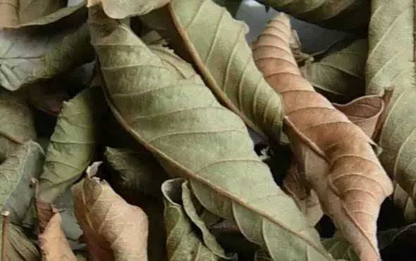 很多人愛吃芭樂,卻不知道其葉子竟是「脫髮剋星」!每天洗一次,堅持一個月,禿頭、掉髪統統搞定!