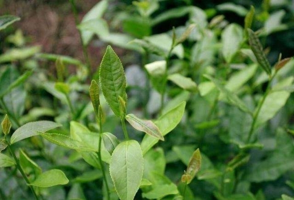 小小一粒竟是「排毒之王」,每天喝一次,排煙毒,清肺毒, 十年煙毒瞬間排得一幹二淨!
