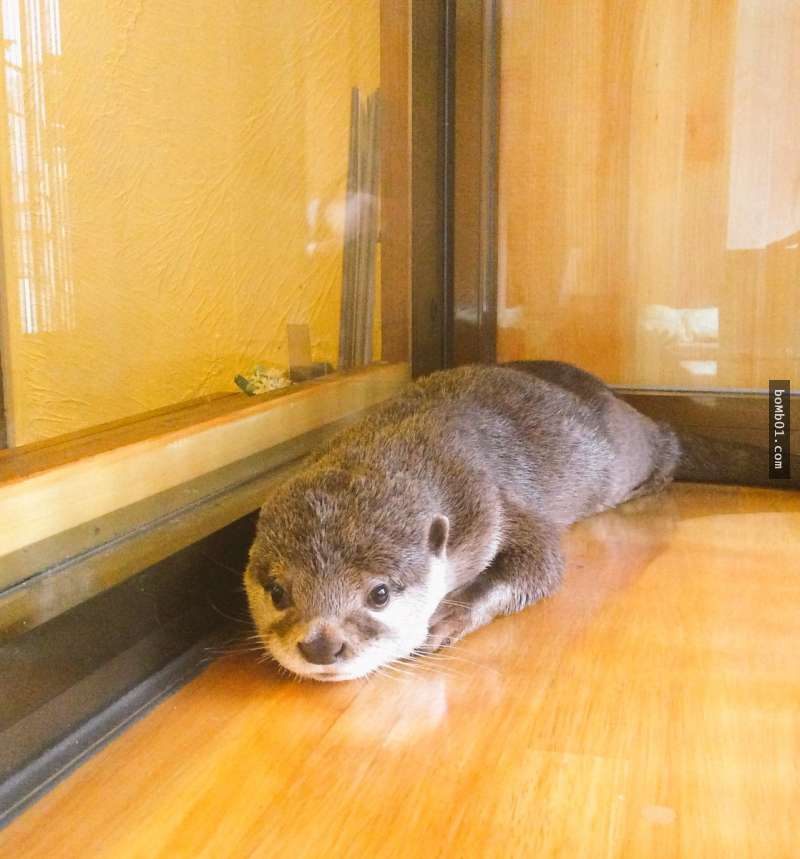 日本特色「水獭咖啡厅」新开幕立刻吸引网友朝